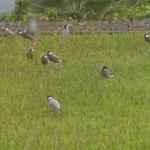 201608 grass3.jpg
